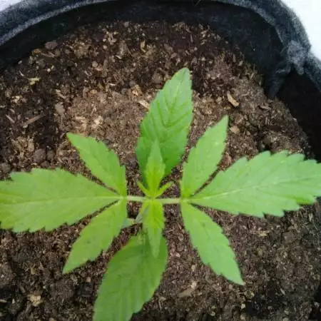 Auto purple punch