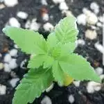 1st GROW INDOOR