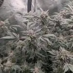 Floss Sugar & Luxar-Dos