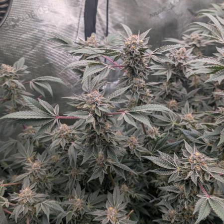 Floss Sugar & Luxar-Dos