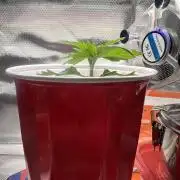 Bag Seed Cannabonsai