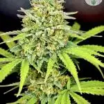 PassionFruitz Auto 💜🌱
