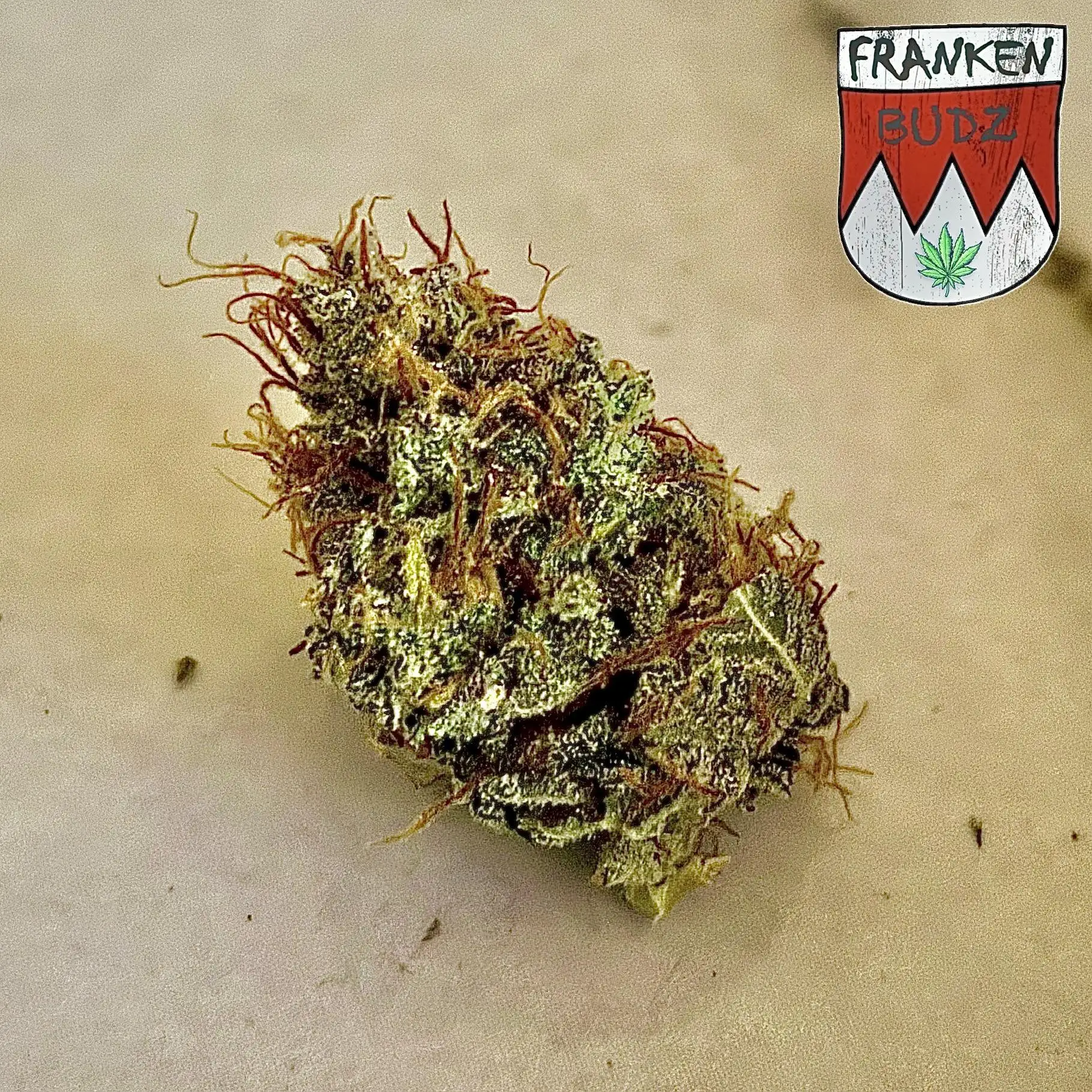 Unsere Partner \u0026 Kunden | Sekurit Service, image size:1819x1819