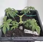 RQS - Royal Highness