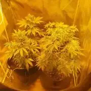 Purple Punch OG Indoor