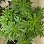 Already have a grow started. 