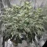 Kush Mints - DWC