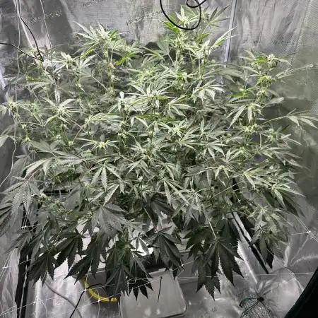 Kush Mints - DWC