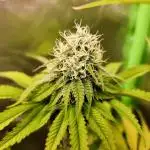 HERIJUANA•BSF SEEDS