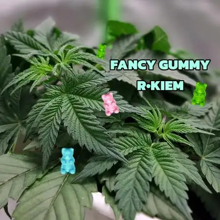 FANCY GUMMY R•KIEM