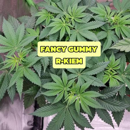 FANCY GUMMY R•KIEM