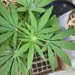 Closet grow 