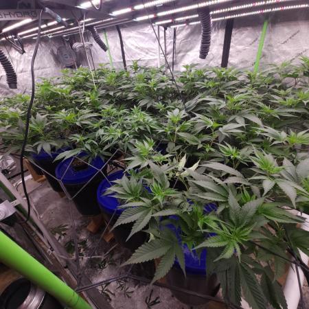 Wedding Cake Aeroponic