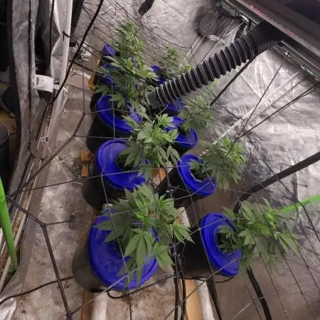 Wedding Cake Aeroponic
