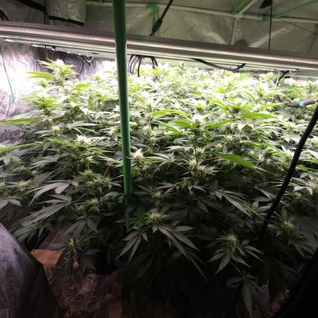 Wedding Cake Aeroponic