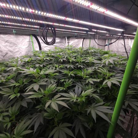 Wedding Cake Aeroponic