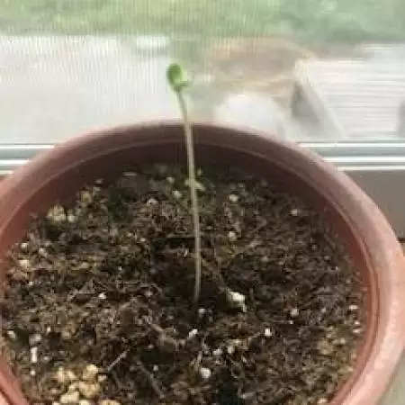 Doc's First Grow...