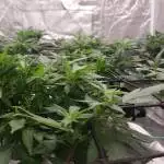 Ayahuasca Purple (Barney Farm's)