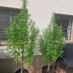 5 Strains Outdoor Grow 25