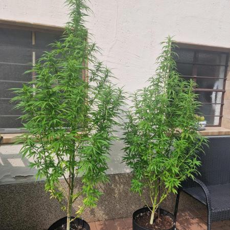 5 Strains Outdoor Grow 25