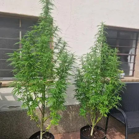 5 Strains Outdoor Grow 25