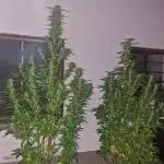 5 Strains Outdoor Grow 25
