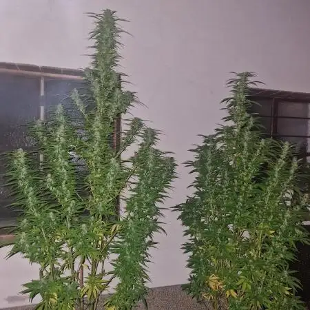 5 Strains Outdoor Grow 25