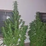 5 Strains Outdoor Grow 25