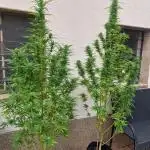5 Strains Outdoor Grow 25