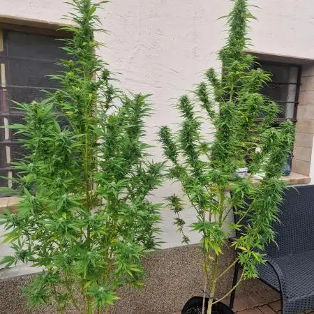 5 Strains Outdoor Grow 25