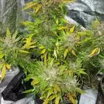 Herbies Auto's 