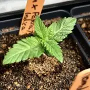 Landrace Ladies ‘26