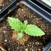 Landrace Ladies ‘26