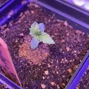 Landrace Ladies ‘26