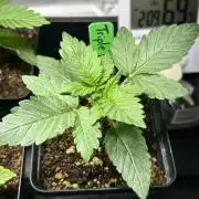 Landrace Ladies ‘26