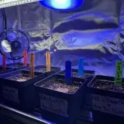 Landrace Ladies ‘26