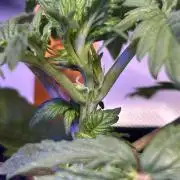 Landrace Ladies ‘26