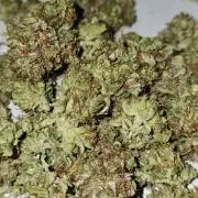 Cheezy Bubba-Thumps (Dunkin cup grow)