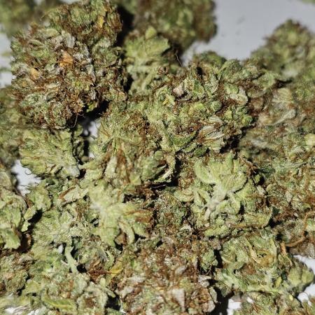 Cheezy Bubba-Thumps (Dunkin cup grow)