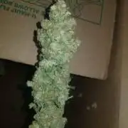 Port n Stilton 