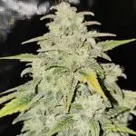 Heisenberg Special 2