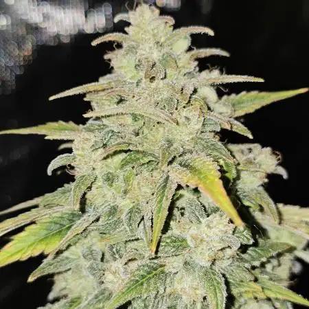 Heisenberg Special 2