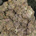 Bloody Skunk 2