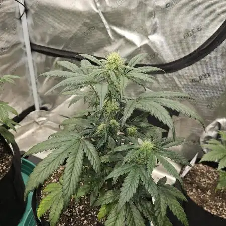 Galactic Gelato