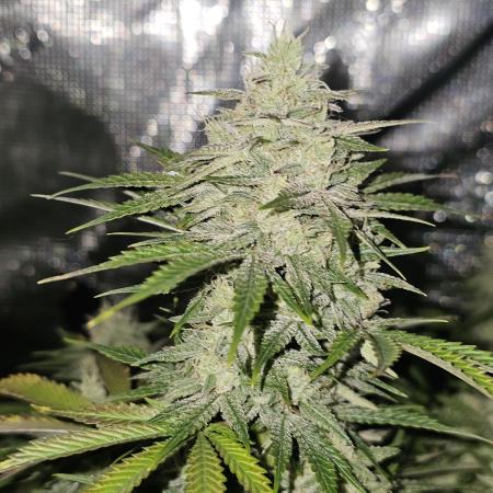 Highlux