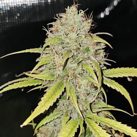Cheezy Bubba-Thumps (Dunkin cup grow)
