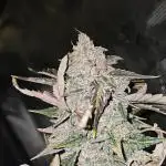 Hoodoo Mama Juju