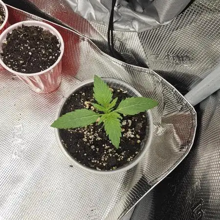 Cheezy Bubba-Thumps (Dunkin cup grow)