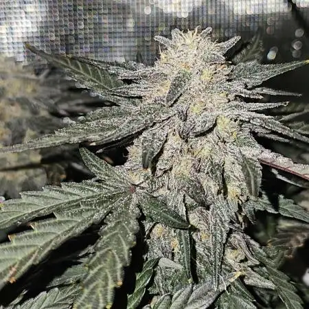 Mango Runtz