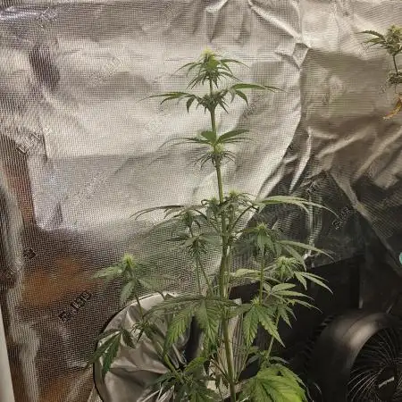Cheezy Bubba-Thumps (Dunkin cup grow)